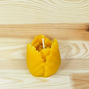 Tulpe gross gelb